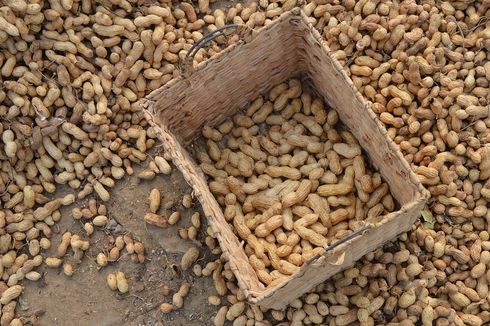 Simak, Panen dan Pasca-panen Kacang Tanah