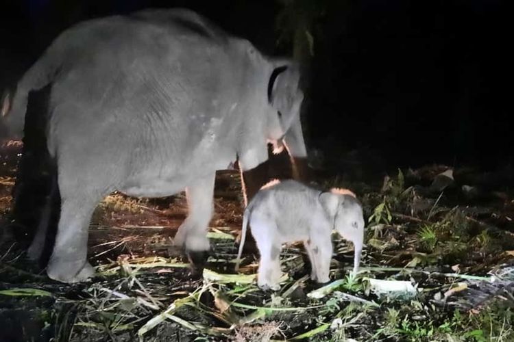 Seekor anak gajah betina lahir dengan bobot 75,5 kilogram di Pusat Konservasi Gajah (PKG) Sebanga, Kabupaten Bengkalis, Riau.