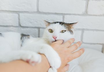 Penyebab Kucing Menggigit Pemiliknya dan Cara Mengatasinya