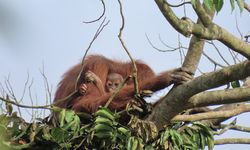 Kompleksnya Perdagangan Satwa Liar Ilegal, Aktor Utama Makin Sulit Diburu