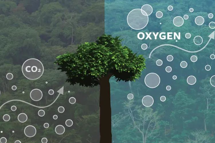 Pohon menghasilkan oksigen