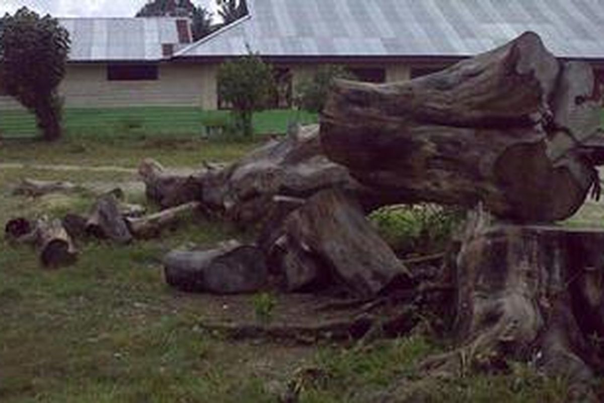 Sebuah pohon Akasia yang sengaja ditebang untuk membuat perpustakaan di SDN 012 Silikuan Hulu, Kecamatan Ukui, Kabupaten Pelalawan, Riau. Pohon terpaksa ditebang karena sekolah tidak punya dana membuat ruang perpustakaan baru berikut dengan lemari-lemarinya.