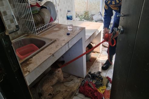 Evakuasi Anjing Galak, Anggota Damkar Salatiga Terluka karena Digigit