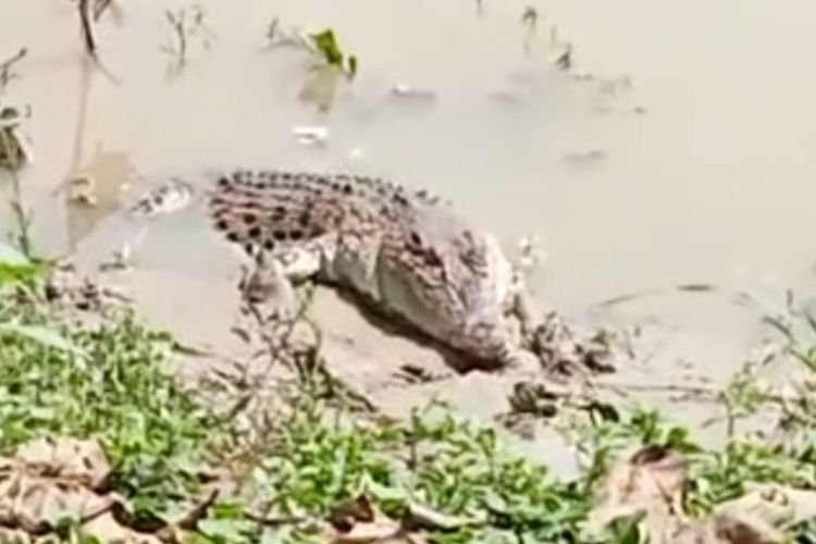 Penampakan buaya jenis muara di bantaran sungai aliran Bengawan Solo yang berada di Desa Parengan, Kecamatan Maduran, Lamongan.