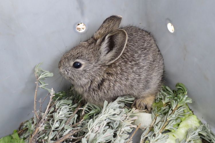 Columbia basin pygmy, kelinci terkecil di dunia