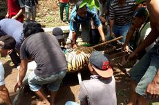 Dua Harimau Lepas dari Kandang, Kebun Binatang Semarang Disterilkan dari Pengunjung