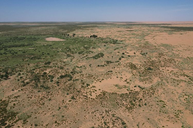 China Tanam 66 Miliar Pohon, Tumbuh Lebih Cepat dari Hutan Alami