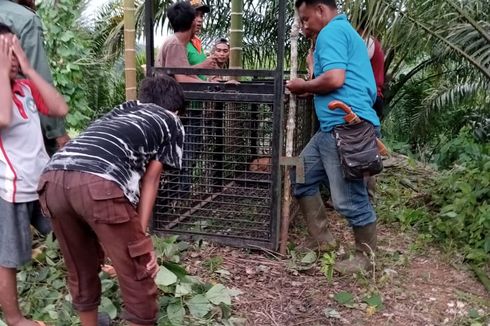 Harimau Sumatera Dilaporkan Serang Ternak Warga, BKSDA Pasang Perangkap