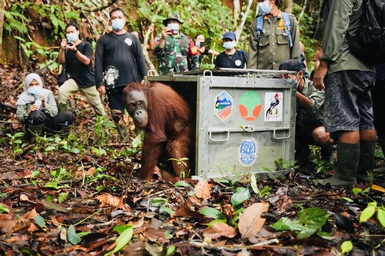 Tiga individu orangutan hasil rehabilitasi dilepasliarkan ke kawasan Taman Nasional Bukit Baka Bukit Raya (TNBBBR), wilayah kerja Resort Mentatai, Kecamatan Menukung, Kabupaten Melawi, Kalimantan Barat (Kalbar). 