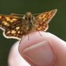 Penglihatan Kupu-kupu Jadi Inspirasi Alat Pendeteksi Kanker, Kok Bisa?