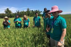 Mahasiswa Australia: Kami Kira Sapi di NTT Liar dan Kurus, Tapi Ternyata...