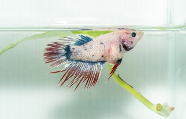 Ikan cupang yang mengalami dropsy atau sisik nanas.