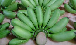 Nikmati Sajian Selai Pisang Terbaik di Festival Cross Border Keerom 