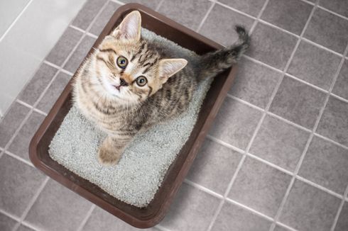 Mudah, Begini Cara Menjaga Kotak Kotoran Kucing Tetap Bersih