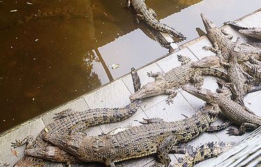 Menyambangi Teritip, Menimang Buaya Halaman all - Kompas.com