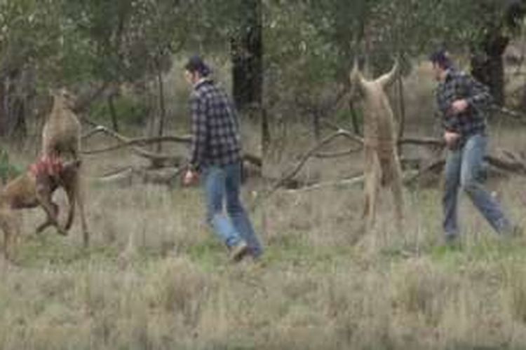 Dalam foto yang diambil dari sebuah video ini menunjukan saat-saat seekor kanguru bertarung melawan seorang pria yang ingin menyelamatkan anjing peliharaannya.