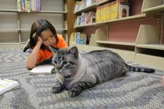 Kucing Diusir dari Perpustakaan, Warga Kecam Dewan Kota