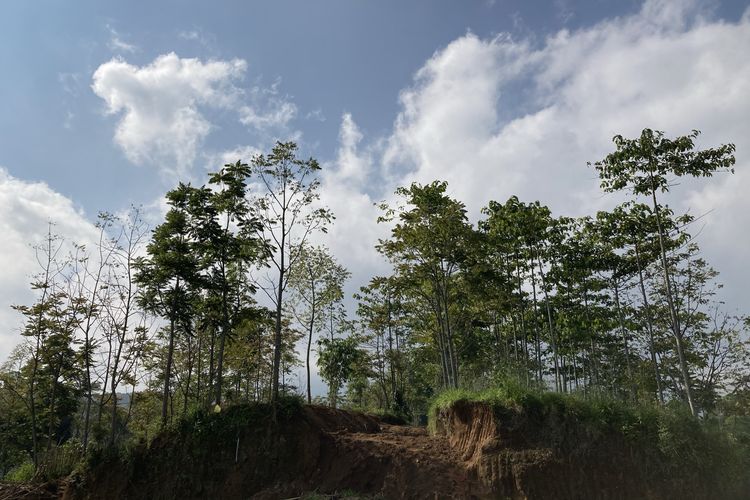 Pemandangan area hutan di Puncak Halimun Camp yang nantinya akan dijadikan sebagai area kemah baru di Kecamatan Caringin, Kabupaten Bogor, Jumat (28/5/2021).