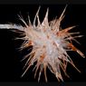 Laut Dalam Pantai Australia Dihuni Spesies Porifera Karnivora Ini