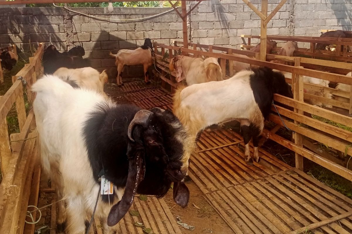 Salah satu penjual kambing kurban, Kabul (66) di Kota Batu, Jawa Timur. 