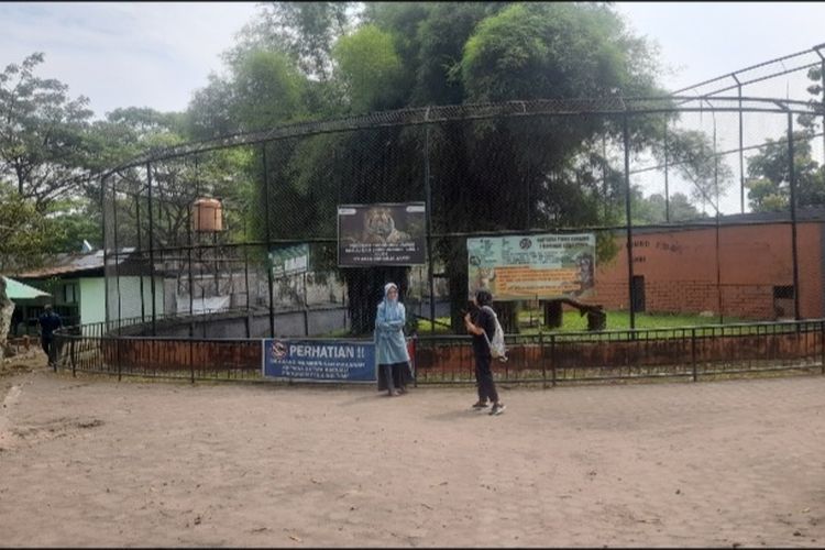 Harimau Sumatera Mati, Taman Rimbo Mau Datangkan Harimau Putih, BKSDA Buka Suara