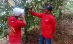 Dari Kebun Manggis ke Supermarket Eropa, Ini Keunggulan Indonesia Ketimbang Negara Tetangga