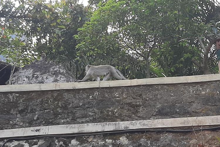Monyet Ekor Panjang di Kawasan Gunung Api Purba Nglanggeran, Kecamatan Patuk, Gunungkidul, Yogyakarta, Jumat (26/7/2019)