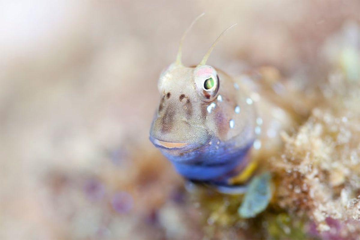 Rhabdoblennius nitidus, ikan blenny