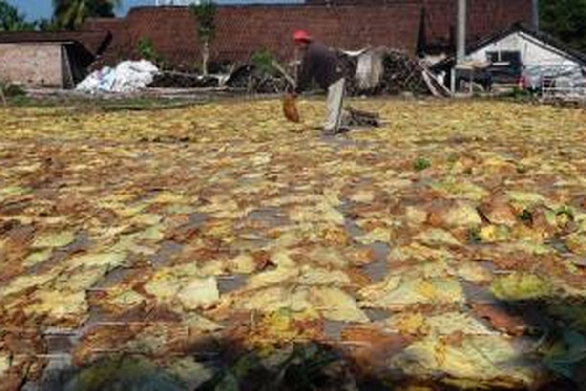 Petani tembakau di Kabupaten Jember, Jawa Timur, sedang menjemur tembakau mereka. Mereka mengeluhkan pemilik gudang yang tidak segera melakukan pembelian tembakau, Sabtu (23/8/2014).