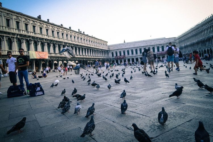 Ilustrasi kumpulan burung di St Markâ s Square, Piazza San Marco, Venesia, Italia