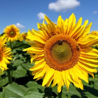 Lebah melakukan penyerbukan di bunga matahari.
