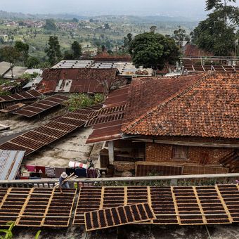 Petani saat menjemur tembakau di Desa Legoksari, Kecamatan Tlogomulyo, Kabupaten Temanggung, Jawa Tengah, Sabtu (25/9/2021). Volume hasil panen tembakau di Temanggung pada tahun ini diperkirakan sekitar 14.000 ton dengan lahan luas tanaman tembakau sekitar 18.519 hektar.