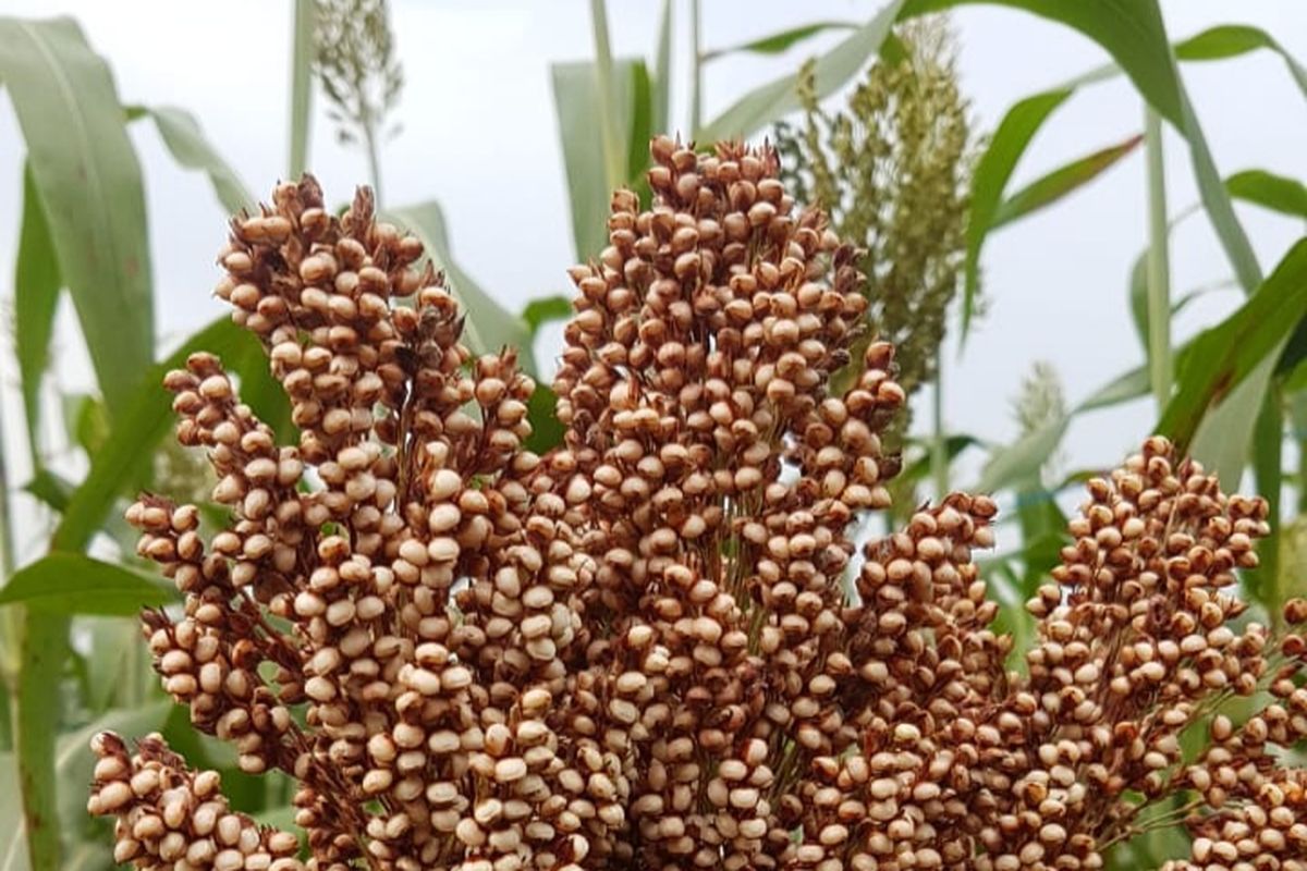 Bulir biji sorgum hasil penanaman di daerah Balun Ijuk, Bangka, Kepulauan Bangka Belitung, Minggu (15/10/2023).