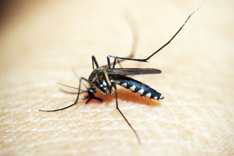 Ilustrasi gigitan nyamuk