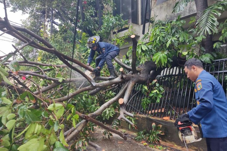 Pohon tumbang di Jalan MPR III, Cilandak Barat, Cilandak, Jakarta Selatan, Jumat (17/12/2021) sore. Pohon itu tumbang bersamaan dengan hujan deras disertai angin kencang yang mengguyur wilayah tersebut. 