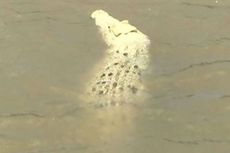 Buaya Albino Terlihat di Sungai Australia