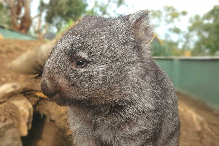 Ilustrasi hewan wombat.
