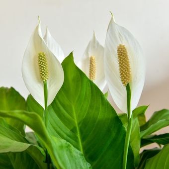 Tanaman peace lily.