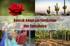 Bentuk Adaptasi Tumbuhan dan Contohnya