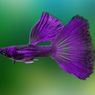 6 Jenis Ikan Guppy Paling Cantik yang Sering Diburu Orang