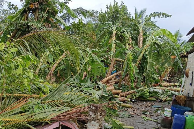 Kebun warga di daerah Gunung Pelawan, Belinyu Bangka, rusak dihantam angin puting beliung, Sabtu (15/10/2022).