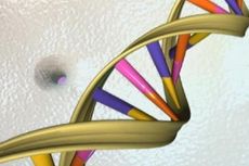 Ada Virus Purba di DNA Manusia