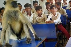 Viral Monyet Masuk Ruang Kelas di India, Ikut 