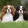 6 Ras Anjing Berkepribadian Tenang dan Santai