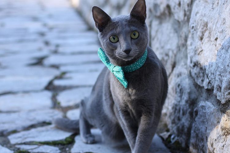 Ilustrasi ras kucing Russian Blue. 