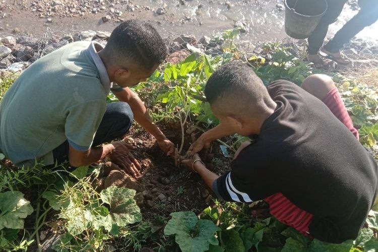 Foto: Dua orang anak muda sedang tanam pohon di sepanjang bantaran sungai yang merupakan zona merah jalur banjir di Desa Waiburak.