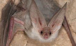 Waspadai Perdagangan Satwa Liar Berisiko Tularkan Penyakit ke Manusia