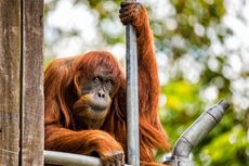 Orangutan Sumatera Tertua di Dunia Mati pada Usia 62 Tahun