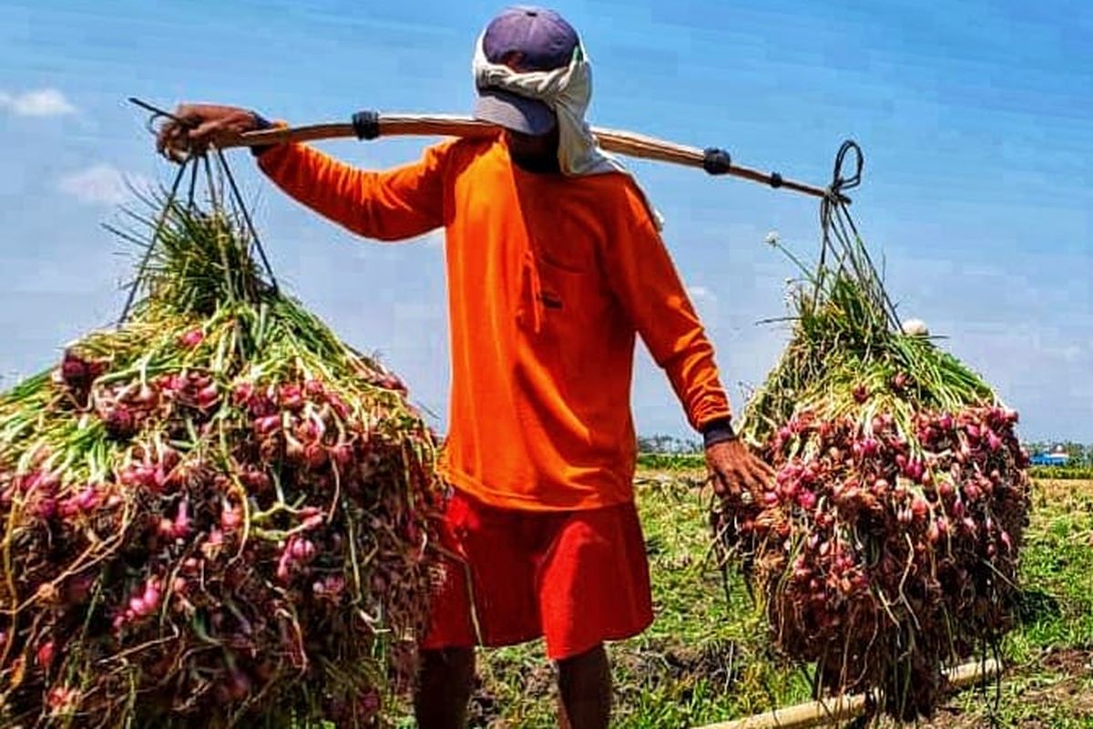Petani bawang merah di Brebes, Jawa Tengah tengah mengangkat hasil panennya