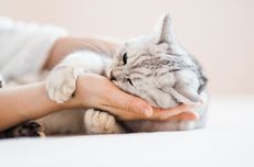 5 Tipe Hubungan Kucing Peliharaan dengan Pemiliknya